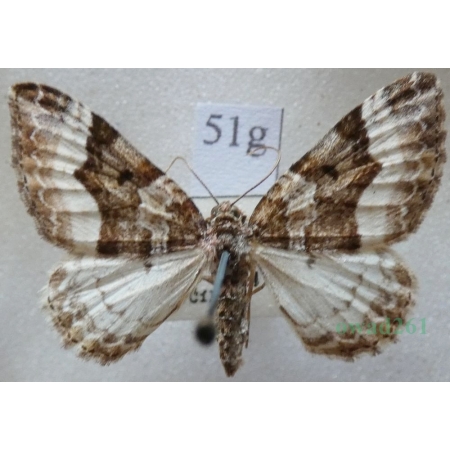 Euphyia unangulata (Haworth, 1809) Paśnik jednozębik Czech51g